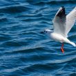 Mouette rieuse